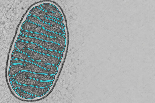 Mitochondrion cellular organelle illustration showing energy mechanism with nad+ involved in biological energy production process
