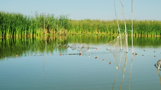 POV from a small boat reveals local fyke fishing trap nets surrounded by tall green reeds, with their reflections visible on calm Danube Delta waters.