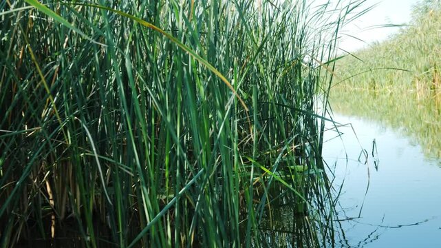 POV from a small boat slowly moving through narrow Danube Delta channels bordered by tall common reed grasses and natural wetland vegetation.