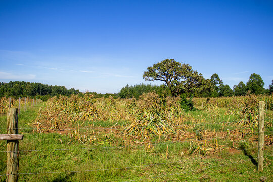 A corn field during harvest season in Rural Kenya.