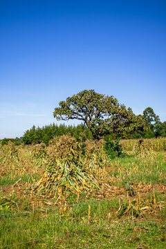 A corn field during harvest season in Rural Kenya.