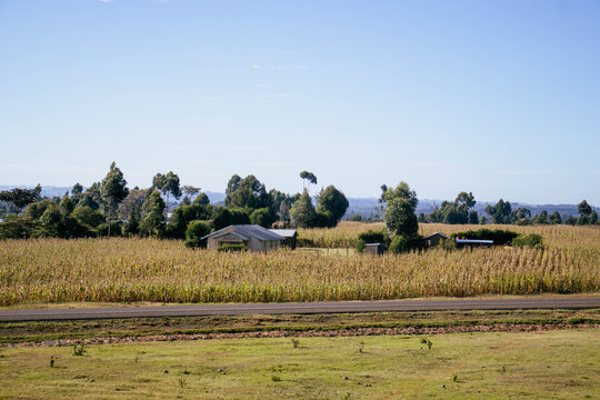 Rural Homestead Surrounded by Maize Plantation in Kenya