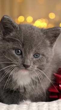 Adorable fluffy grey kitten lying near silver bow ornament and golden gift box during winter celebration at home. Cute tiny domestic cat resting under glowing garland fairy bokeh lights.