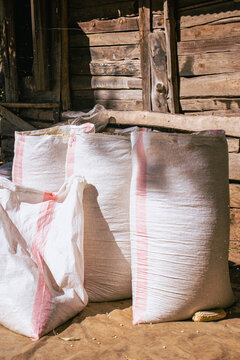 Sacks of Shelled Maize Grain Ready for Storage in Rural Kenya