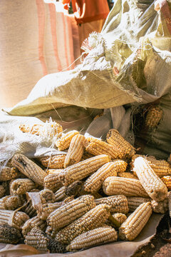 Sacks of Harvested Dry Maize Awaiting Shelling in Rural Kenya