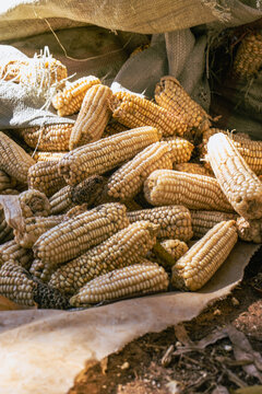 Sacks of Harvested Dry Maize Awaiting Shelling in Rural Kenya