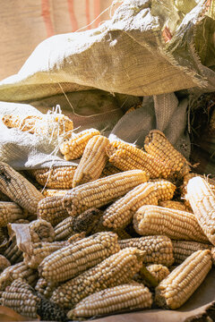 Sacks of Harvested Dry Maize Awaiting Shelling in Rural Kenya