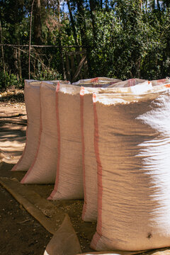 Sacks of Shelled Maize Grain Ready for Storage in Rural Kenya