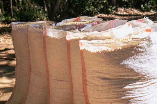 Sacks of Shelled Maize Grain Ready for Storage in Rural Kenya