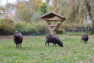 Three black ouessant sheep grazing in a green pasture with a wooden hay feeder and autumn trees in the background. © erwin