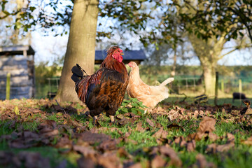 A majestic dark brown rooster and a light tan hen stand together in a grassy farmyard covered with scattered autumn leaves under soft sunlight. © erwin