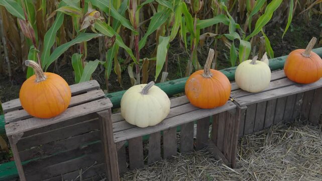 Row of orange and white pumpkins on display in a cornfield