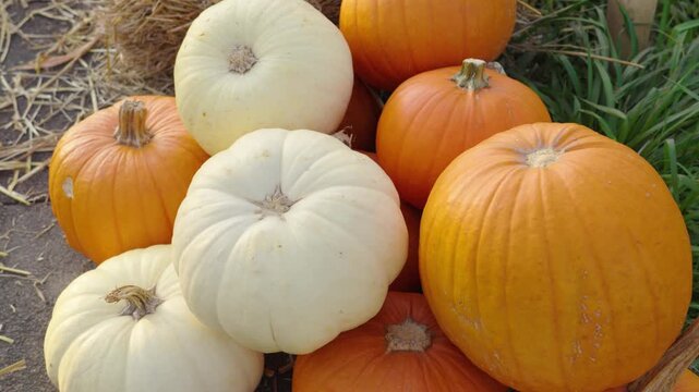 White and orange pumpkins in a patch for halloween