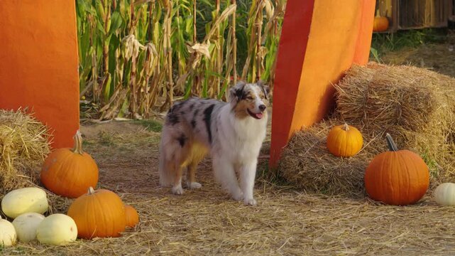 Australian shepherd dog at halloween pumpkin patch