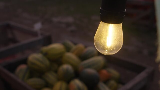 Hanging light bulb swinging over pumpkin patch