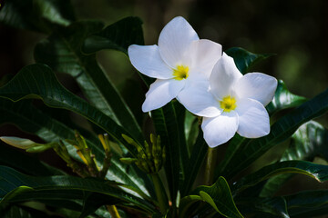 Elegant White Flowers with Yellow Centers © SULTAN