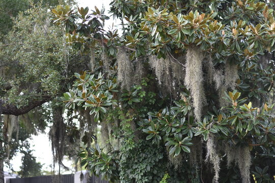 Spanish moss hanging from the branches of a large green magnolia tree