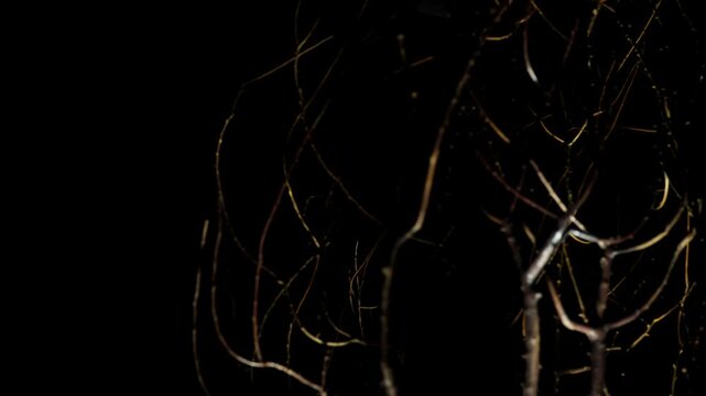 A huge uprooted tree hangs alone in the pitch-black night, its bare branches reaching outward while tangled roots dangle beneath. The eerie darkness creates a terrifying and otherworldly atmosphere.