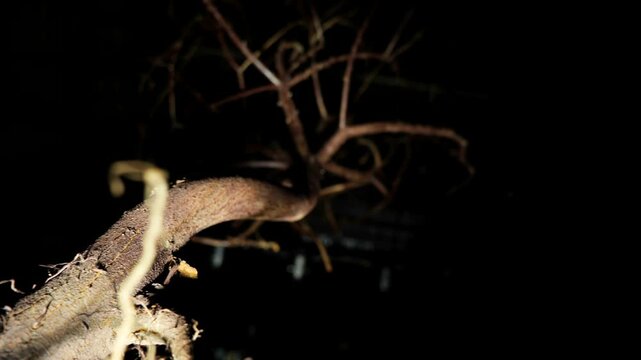 A leafless uprooted tree hangs suspended in the darkness of night, with twisted bare branches and exposed roots visible. The eerie scene creates a haunting and mysterious atmosphere.