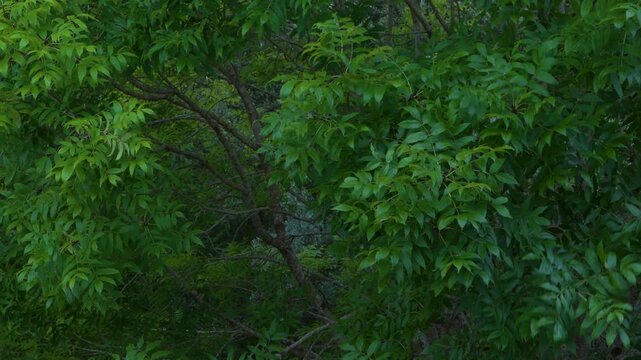 Ash branches and leaves moved by the wind. Cantabria, Spain. Europe