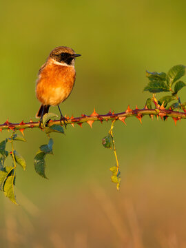 Stonechat, Saxicola rubicola