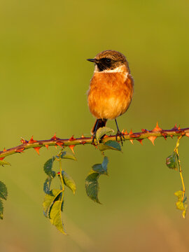 Stonechat, Saxicola rubicola