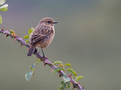 Stonechat, Saxicola rubicola