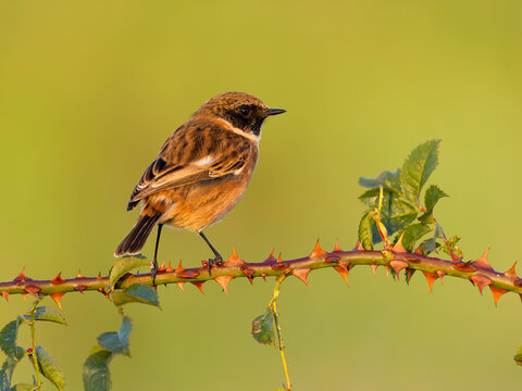 Stonechat, Saxicola rubicola