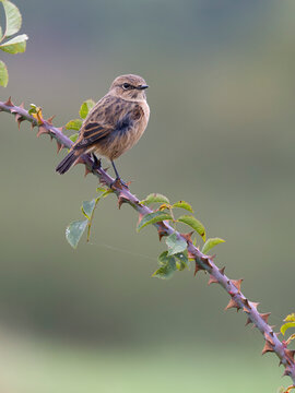 Stonechat, Saxicola rubicola