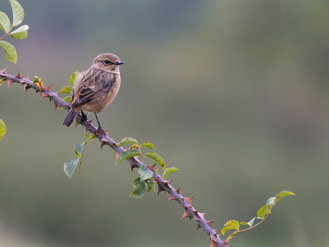 Stonechat, Saxicola rubicola