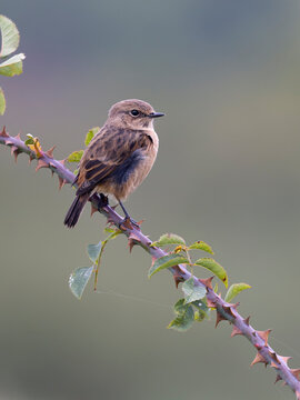 Stonechat, Saxicola rubicola