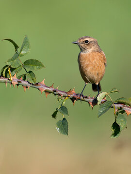 Stonechat, Saxicola rubicola