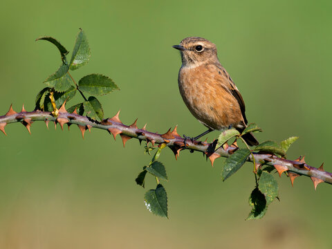 Stonechat, Saxicola rubicola