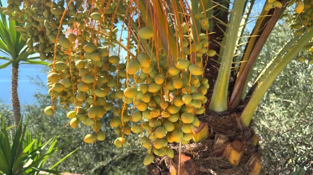 Ripe Date Palm Fruits Hanging In Clusters From Tree Branch 