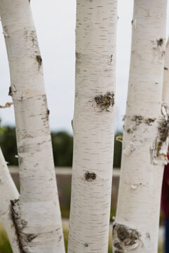 The textured white bark of birch trees stands out in a close-up perspective. Himalayan birch
