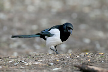 Obraz premium Eurasian Magpie (Pica pica) standing on the ground near food seeds.