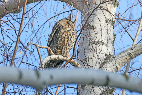 Long-eared Owl (Asio otus) roosting on a birch branch with eyes closed.