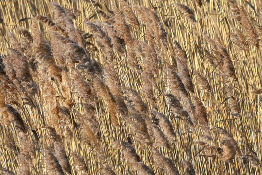Common Reed (Phragmites australis) dense panicles swaying in sunlight.