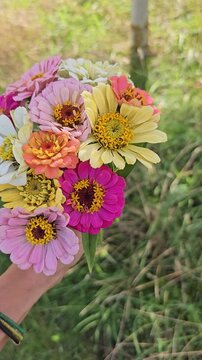 Bunter Strau&szlig; aus selbst angebauten Zinnien im sommerlichen Garten