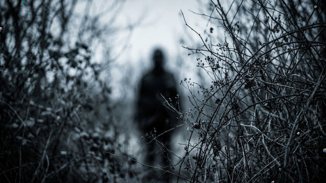 Silhouette of figure lurking behind thorny branches in mist thriller horror, crime cases