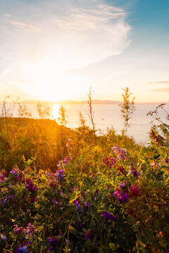 Purple wildflowers glowing in warm sunset light on a coastal hillside overlooking the sea on Russky Island, Primorsky Krai, Russia.