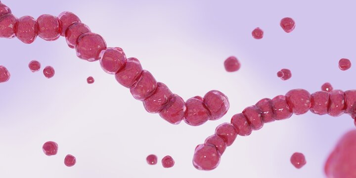 Streptococcus, streptococci or strep. Group A or B Streptococcus pyogenes Illustration. S. mutans. Photo Stock