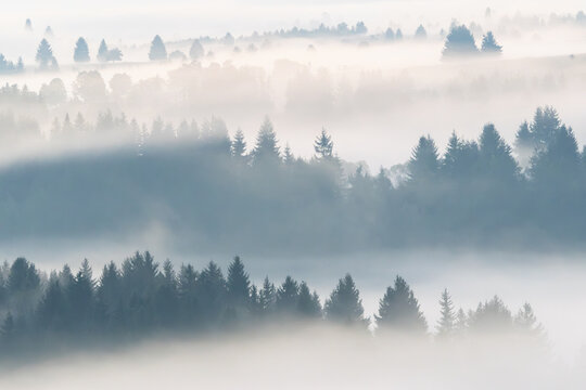 Layered forest landscape covered in morning fog at sunrise in the Carpathian Mountains