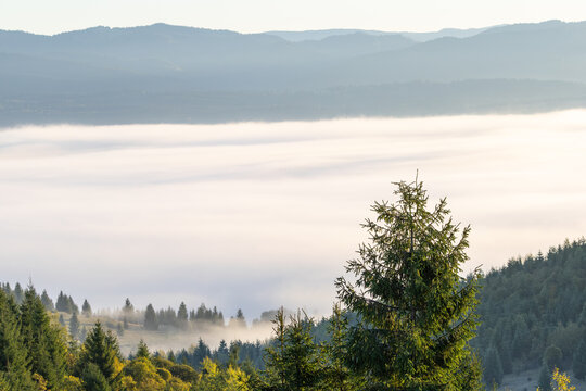 Foggy mountain landscape at sunrise with forest and misty valley in Toplita, Romania