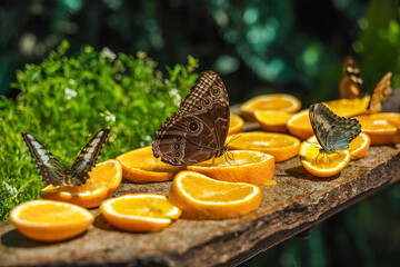 Butterflies Feeding on Orange Slices in a Garden © StockMediaSeller