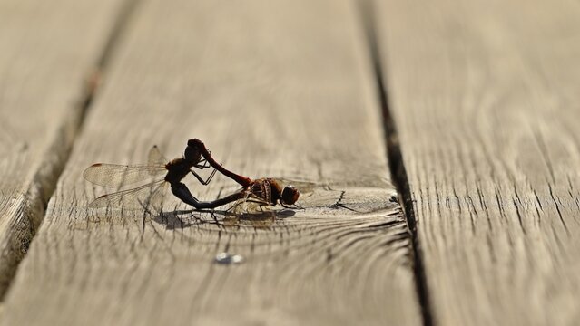 Paarungsrad der Gro&szlig;en Heidelibelle (Sympetrum striolatum)