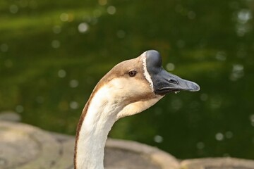 Portrait einer Höckergans (Anser cygnoid) © Schmutzler-Schaub