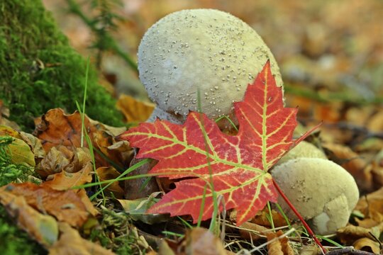 Flaschenst&auml;ublinge (Lycoperdon perlatum)
mit Blatt des Rot-Ahorns (Acer rubrum)