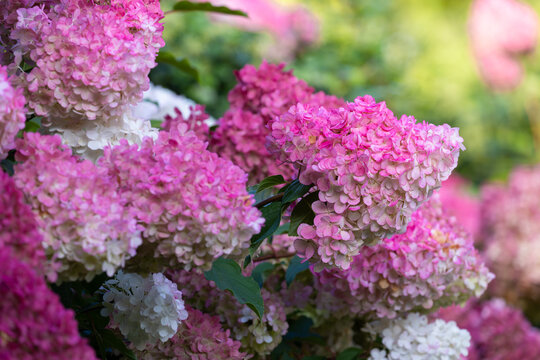 Beautiful Hydrangea paniculata "Vanille Fraise", bouquet hydrangea flowers in the summer home garden, floral wallpaper, background for design