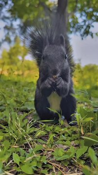 Rare Black Squirrel Eating Food in Green Grass Close-Up